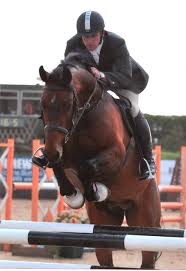 Show Jumper Horses For Sale